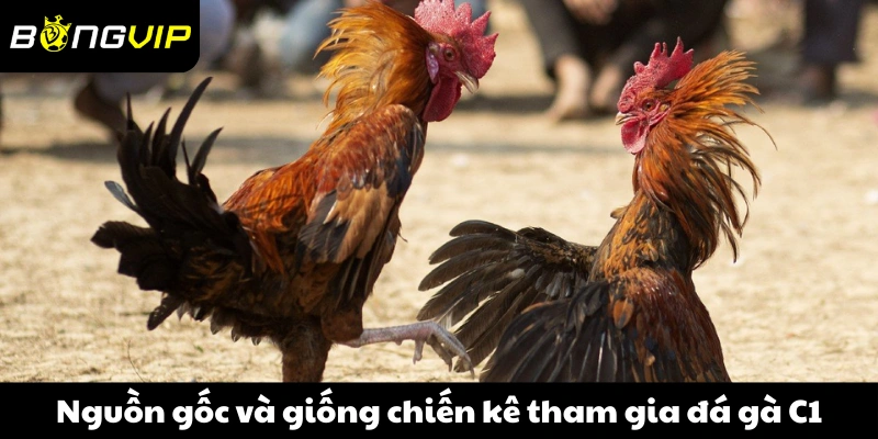 Nguồn gốc và giống chiến kê tham gia đá gà C1