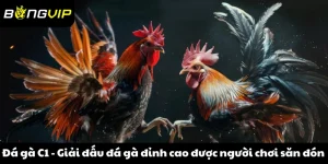 đá gà C1