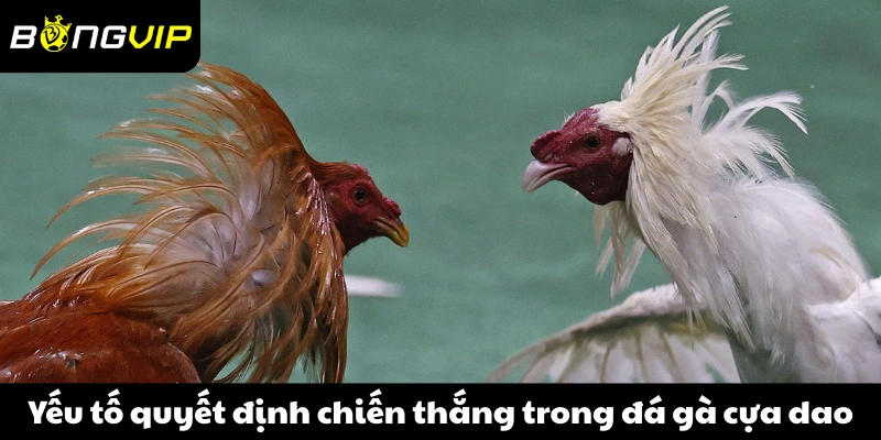 Các yếu tố quyết định chiến thắng trong trận đấu đá gà cựa dao