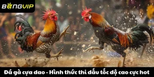 đá gà cựa dao