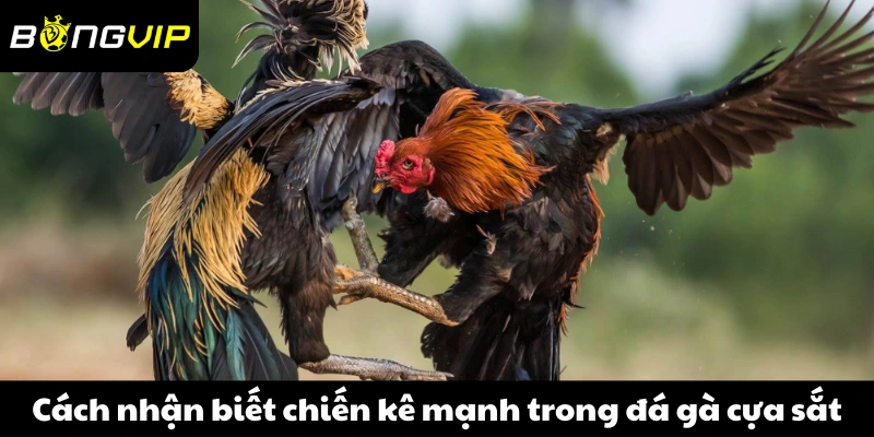 Cách nhận biết chiến kê mạnh trong đá gà cựa sắt