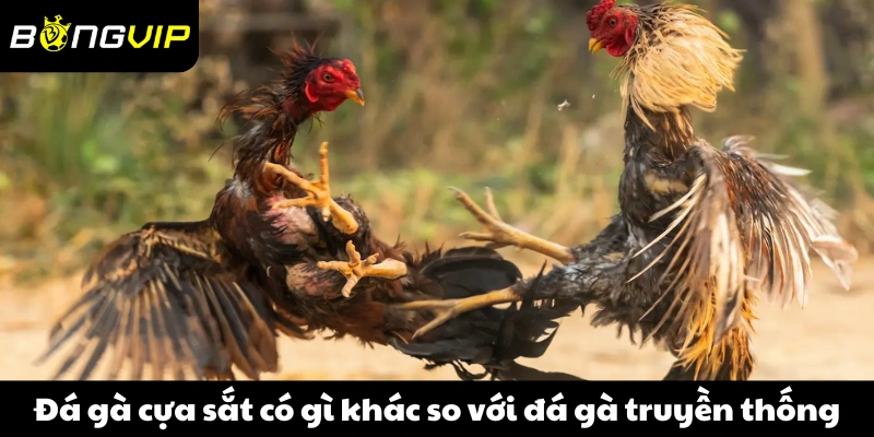 Đá gà cựa sắt có gì khác so với đá gà truyền thống