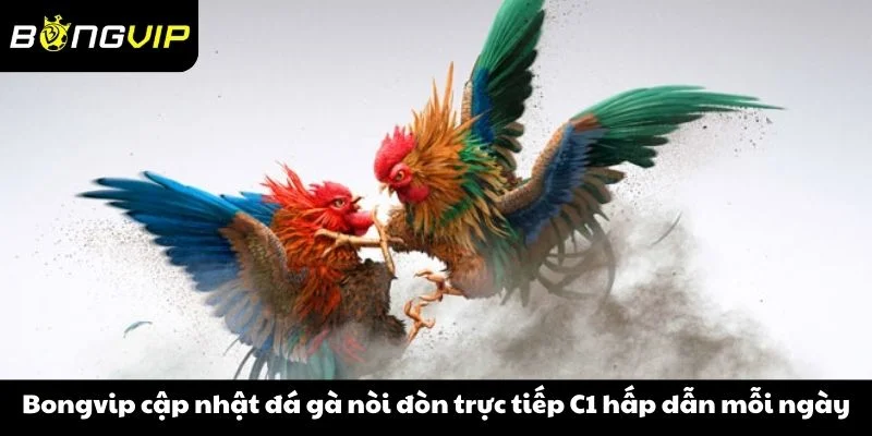 Bongvip cập nhật đá gà nòi đòn trực tiếp C1 hấp dẫn mỗi ngày