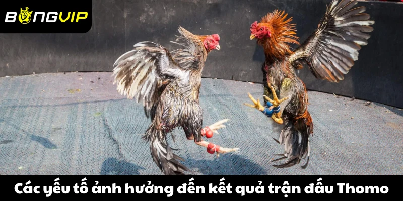 Các yếu tố ảnh hưởng đến kết quả trận đấu Thomo