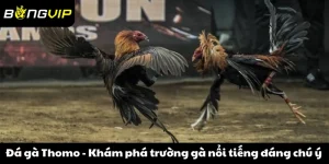 đá gà Thomo