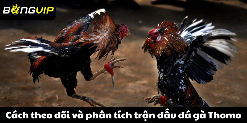 Cách theo dõi và phân tích trận đấu đá gà Thomo hiệu quả