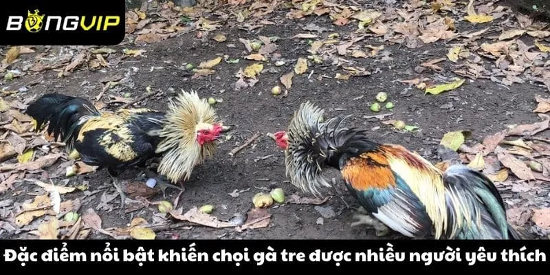 Đặc điểm nổi bật khiến chọi gà tre được nhiều người yêu thích