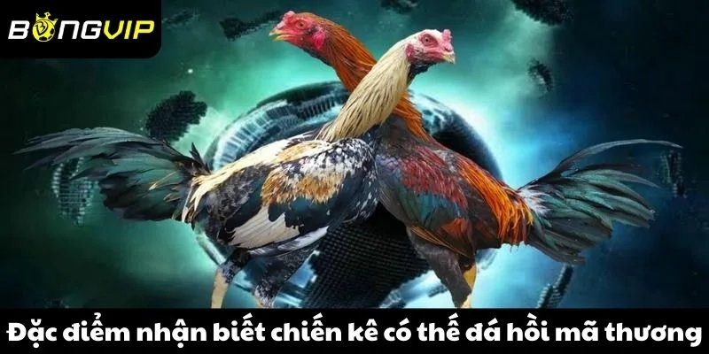 Đặc điểm nhận biết rằng chiến kê có thế đá hồi mã thương