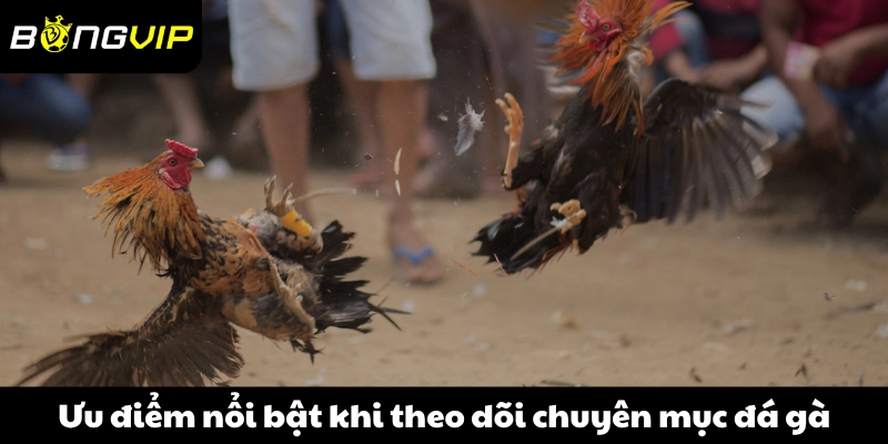 Ưu điểm nổi bật khi theo dõi chuyên mục đá gà